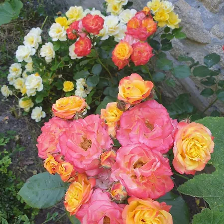 Maison De Charme Avec Jardin-calme- Fibre ゲランド